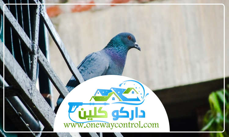 شركة مكافحة الحمام بالمدينة المنورة 1 شركة مكافحة الحمام بالمدينة