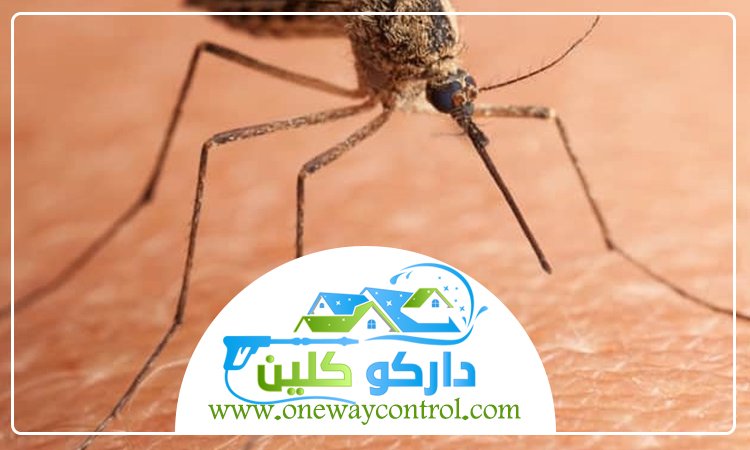 شركة مكافحة البعوض بالمدينة المنورة 33 مكافحة البعوض