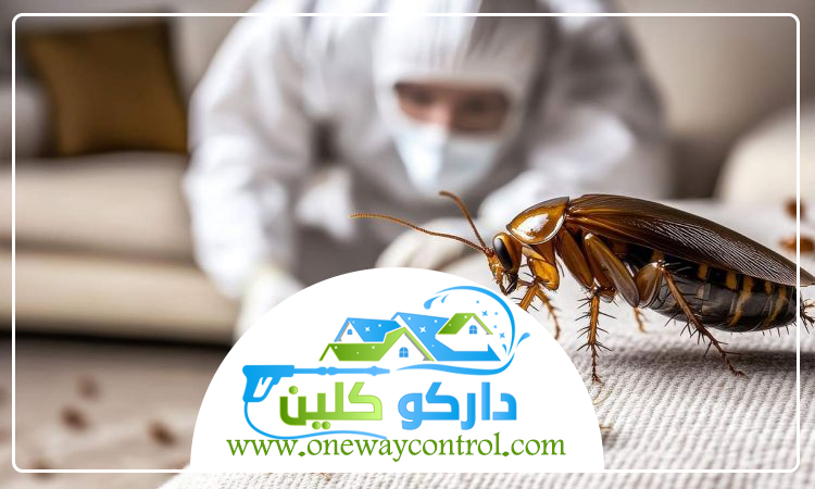 شركة مكافحة الصراصير بالمدينة المنورة