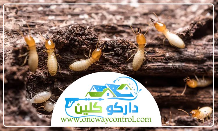 شركة مكافحة الربية بالمدينة المنورة 5 شركة مكافحة الربية بالمدينة