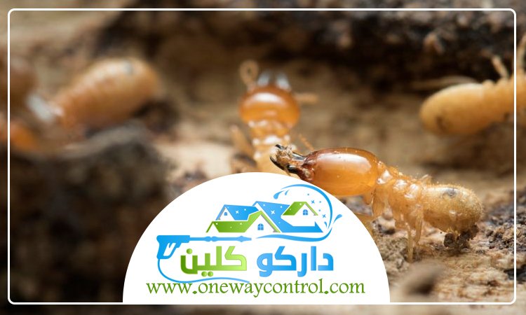 شركة مكافحة الربية بالمدينة المنورة 4 شركة مكافحة الربية بالمدينة