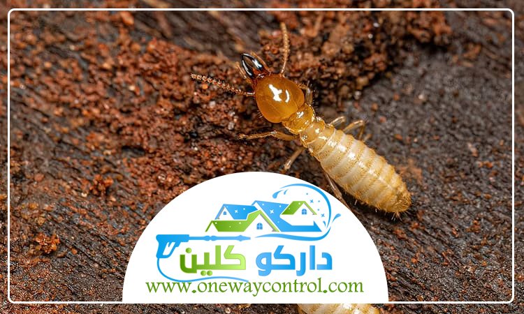مكافحة الربية