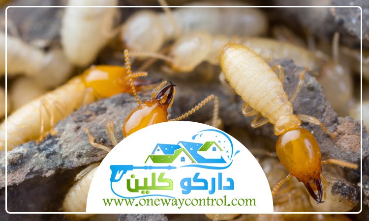 شركة مكافحة الربية بالمدينة المنورة 3 شركة مكافحة الربية بالمدينة