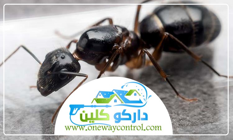 شركة مكافحة النمل الاسود بالمدينة