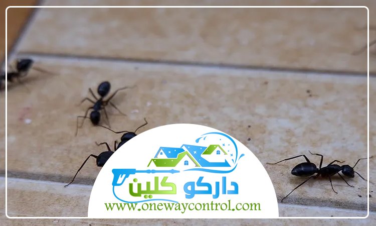 شركة مكافحة النمل الاسود بالمدينة المنورة 29 مكافحة النمل