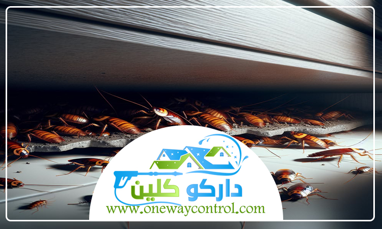 كيفية القضاء على الصراصير بدون مبيدات 2 كيفية القضاء على الصراصير بدون مبيدات