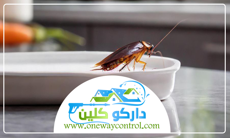 كيفية القضاء على الصراصير الكبيرة