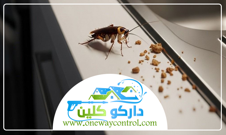 كيفية القضاء على الصراصير الكبيرة