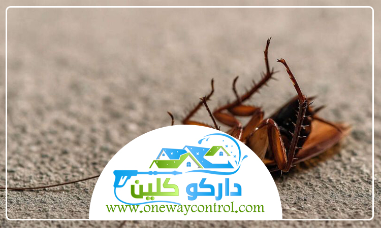 شركة مكافحة الصراصير بالمدينة المنورة 2 شركة مكافحة الصراصير بالمدينة المنورة