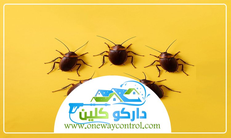 شركة مكافحة الصراصير برابغ 5 شركة مكافحة الصراصير برابغ