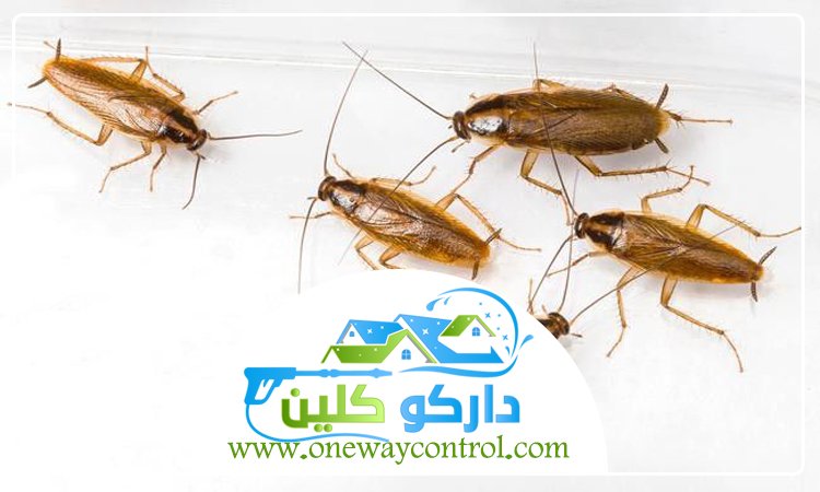 شركة مكافحة الصراصير برابغ 3 شركة مكافحة الصراصير برابغ
