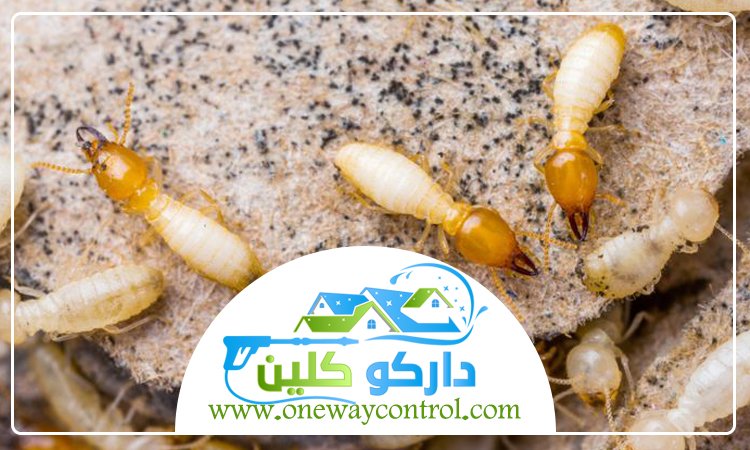 شركة مكافحة النمل الابيض بالمدينة المنورة 41 شركة مكافحة الوزغ بالمدينة