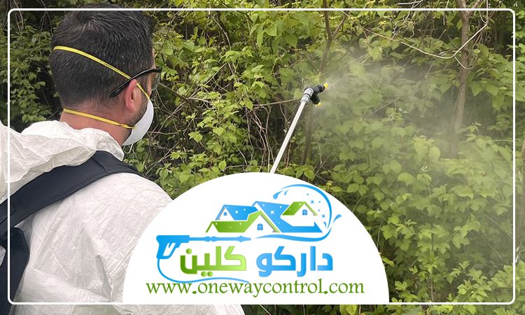 شركة مكافحة النحل بمكة 4 شركة مكافحة النحل بمكة
