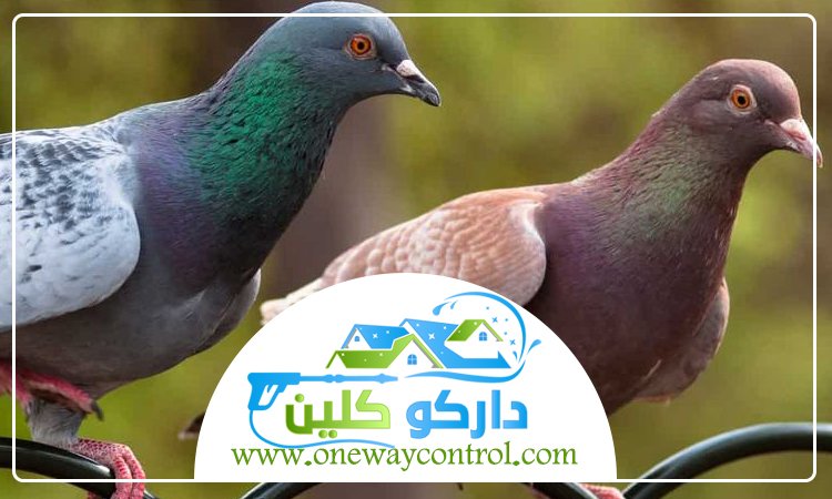 شركة مكافحة الحمام بجدة 1 شركة مكافحة الحمام بجدة