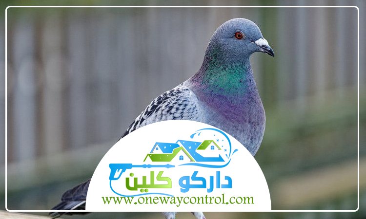 شركة مكافحة الحمام بجدة 2 شركة مكافحة الحمام بجدة