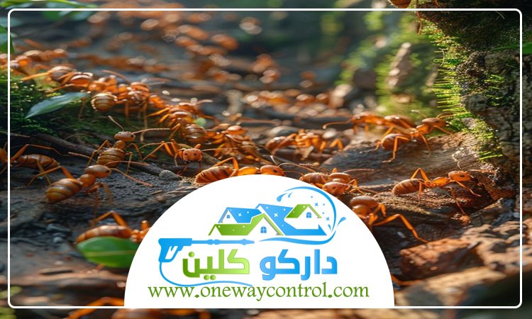 شركة مكافحة العتة بالجموم