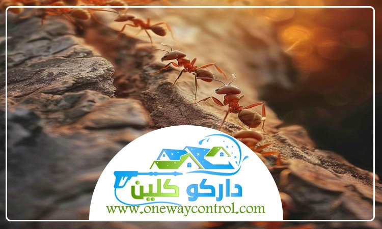 شركة مكافحة النمل الابيض بخليص