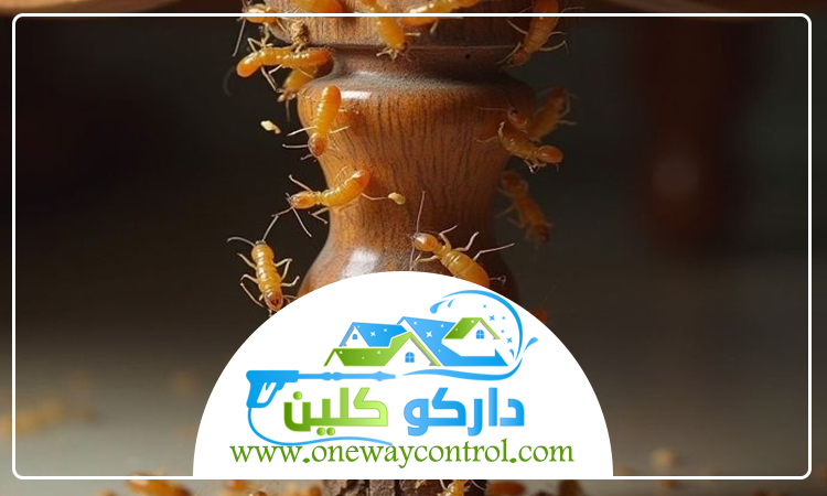 شركة مكافحة النمل الابيض بخليص 2 شركة مكافحة النمل الابيض بخليص