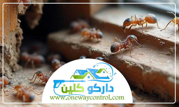 شركة مكافحة النمل الابيض بخليص 3 شركة مكافحة النمل الابيض بخليص