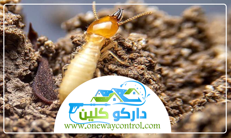 شركة مكافحة النمل الابيض بالليث 1 شركة مكافحة النمل الابيض بالليث