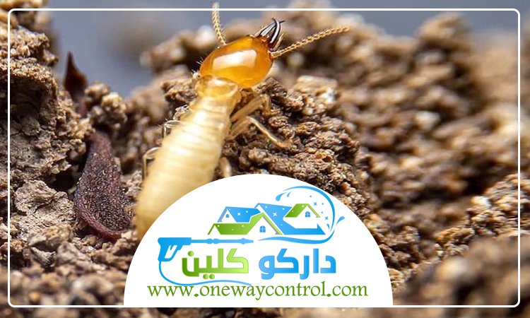 شركة مكافحة النمل الابيض بالليث
