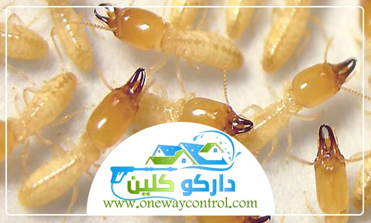 شركة مكافحة النمل الابيض بالليث