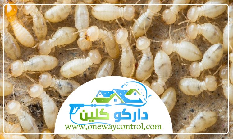 شركة مكافحة النمل الابيض بالليث