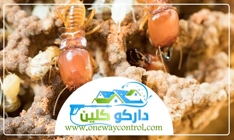 شركة مكافحة النمل الابيض بالليث