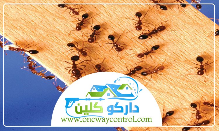 شركة مكافحة النمل الاسود بمكة 37 شركة مكافحة النمل الاسود بمكة