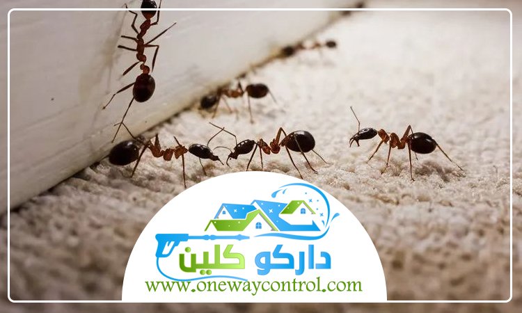 شركة مكافحة النمل الاسود بمكة