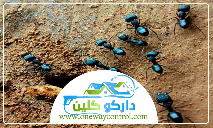 شركة مكافحة النمل الاسود بمكة