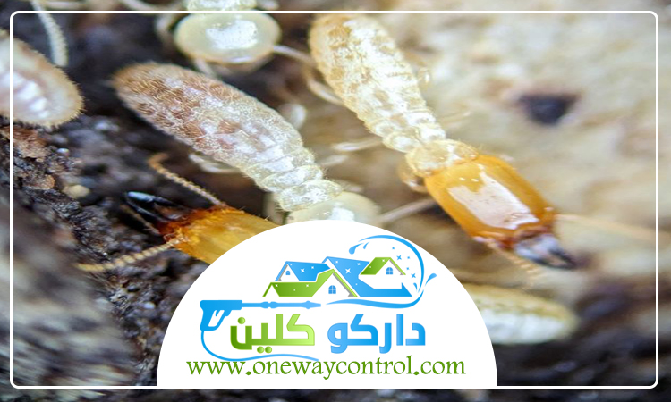 شركة مكافحة الارضة بالجموم 3 شركة مكافحة الارضة بالجموم