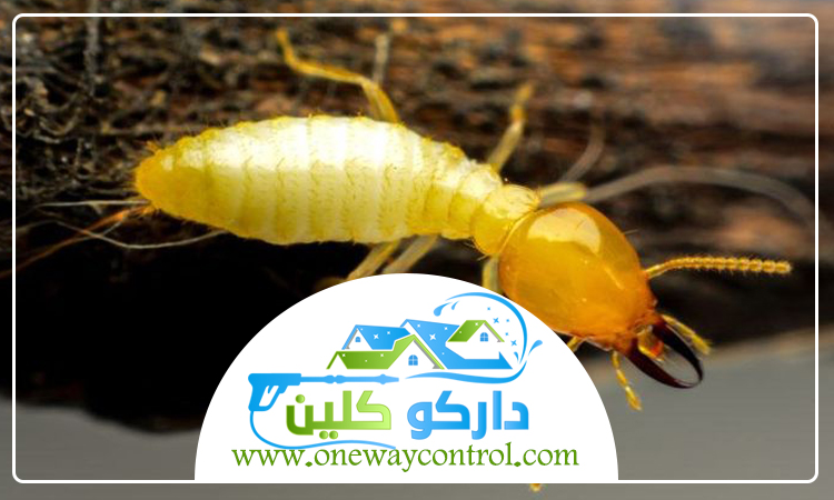 شركة مكافحة الارضة بالجموم 2 شركة مكافحة الارضة بالجموم
