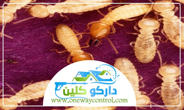 شركة مكافحة الارضة بالليث