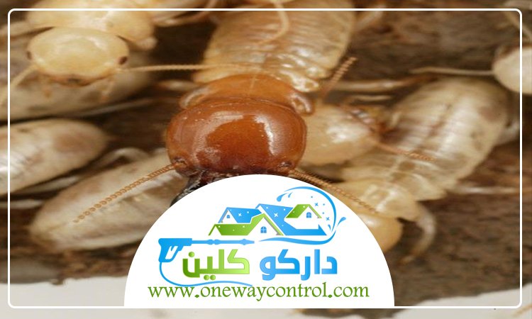 شركة مكافحة الارضة بالجموم
