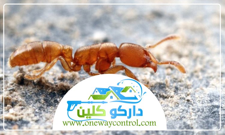 شركة مكافحة الارضة بالليث