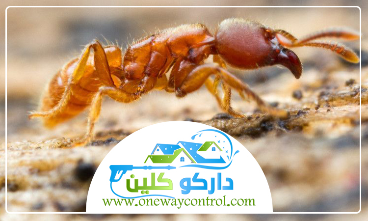 شركة مكافحة الارضة برابغ 1 شركة مكافحة الارضة برابغ