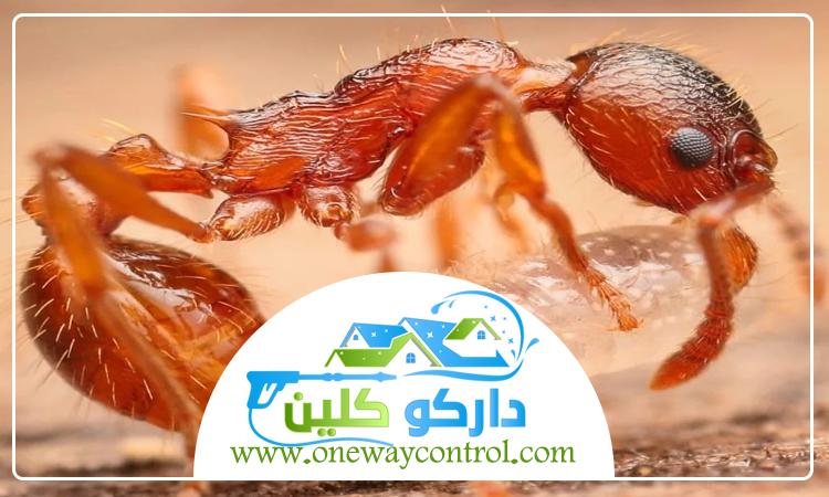 شركة مكافحة الارضة برابغ 2 شركة مكافحة الارضة برابغ
