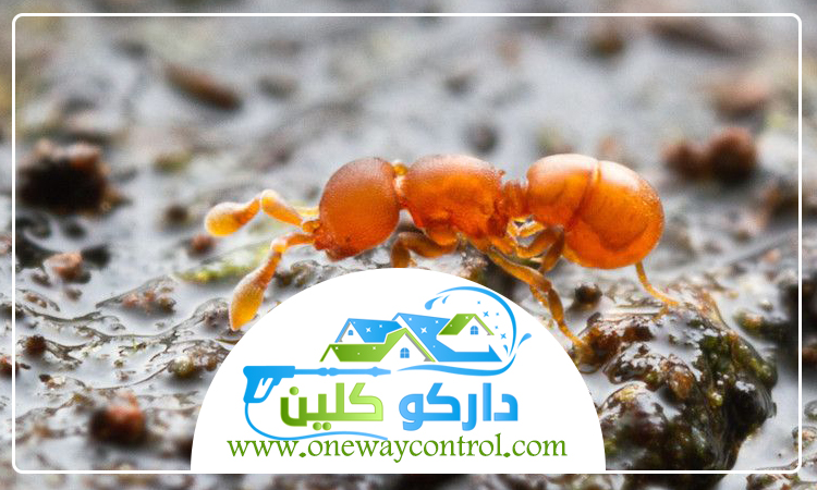 شركة مكافحة الارضة برابغ 3 شركة مكافحة الارضة برابغ