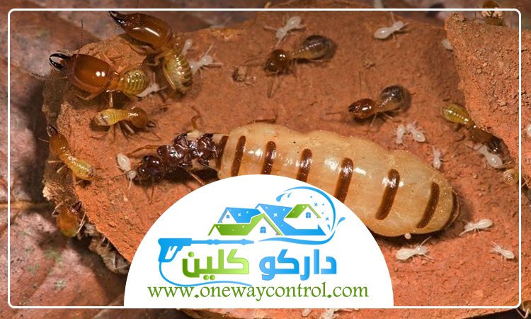 شركة مكافحة الارضة بالليث