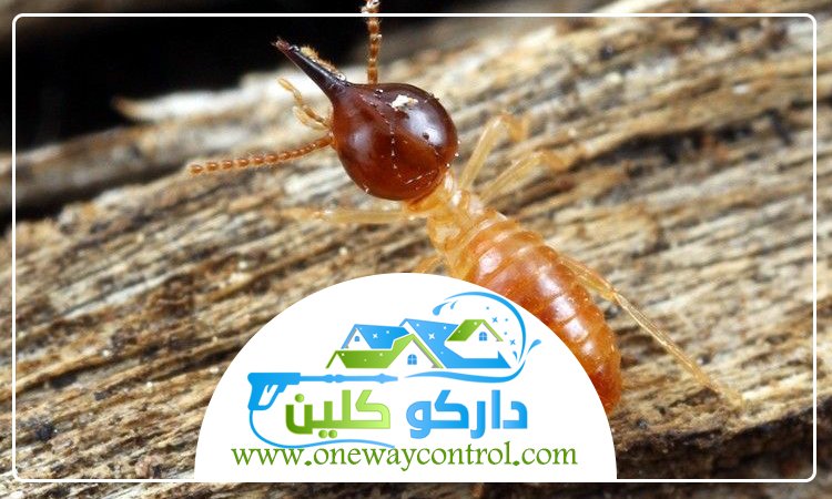 شركة مكافحة الارضة بالليث