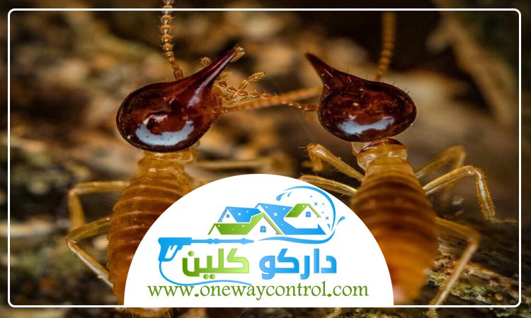 شركة مكافحة الارضة بالليث