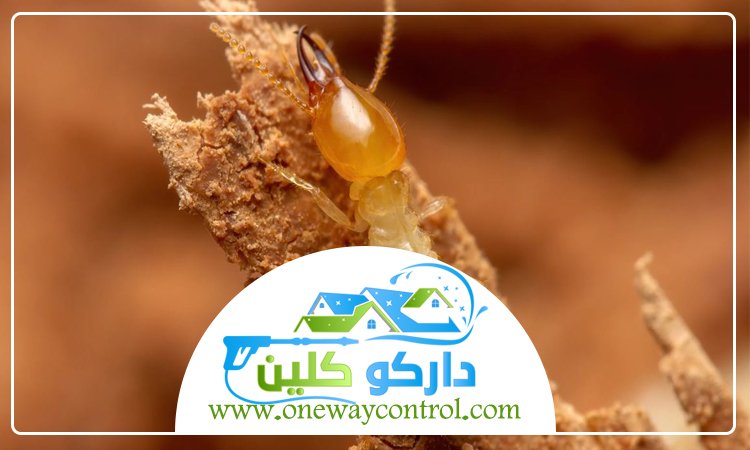 شركة مكافحة الارضة بالليث