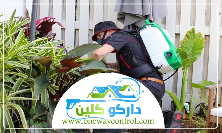 شركة مكافحة حشرات بالجموم