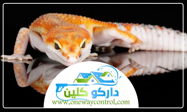 شركة مكافحة الوزغ بالطائف