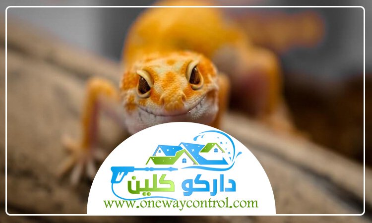 شركة مكافحة الوزغ بالطائف 29 شركة مكافحة الوزغ بالطائف