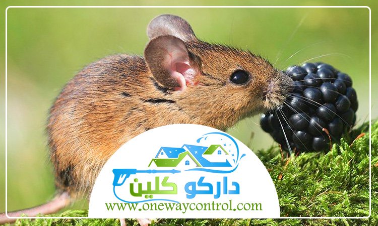 شركة مكافحة الفئران بالطائف 17 شركة مكافحة الفئران بالطائف