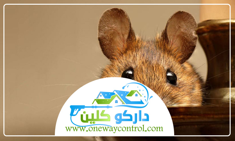 شركة مكافحة الفئران بالطائف 1 شركة مكافحة الفئران بالطائف
