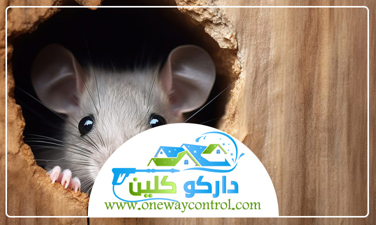 شركة مكافحة الفئران بالطائف 2 شركة مكافحة الفئران بالطائف