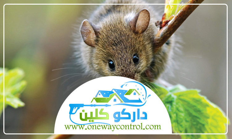 شركة مكافحة الفئران بالطائف 3 شركة مكافحة الفئران بالطائف